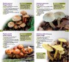 A Guide to Finding WOODLAND FUNGI in Berkshire, Buckinghamshire and Oxfordshire