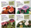 A Guide to Finding WOODLAND FUNGI in Berkshire, Buckinghamshire and Oxfordshire