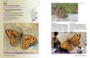 Discovering Scotland's Butterflies