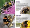 A Guide to Finding Bees in Berks, Bucks and Oxon