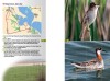 A Guide to Finding Birds in Odessa Region, Ukraine