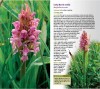 A Guide to Finding Orchids in Berks, Bucks and Oxon