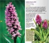 A Guide to Finding Orchids in Berks, Bucks and Oxon