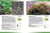Mosses, Liverworts & Hornworts of  Ascension Island