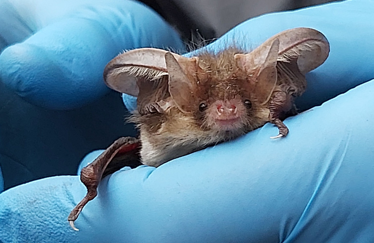 Mexico’s bat man on saving the ‘most unfairly treated animals on Earth’