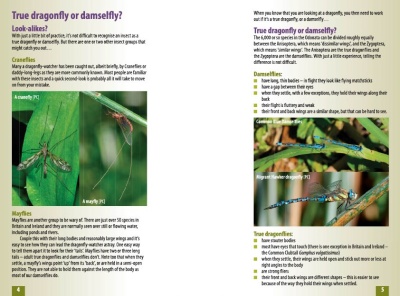 A Beginner's Guide to Dragonflies & Damselflies of Britain & Ireland