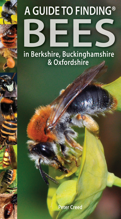 Guide to Finding Bees in Berks, Bucks and Oxon