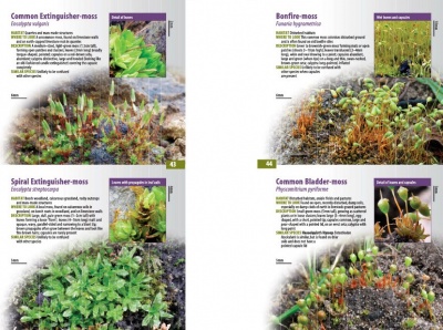 A Guide to Finding MOSSES in Berkshire, Buckinghamshire and Oxfordshire ...