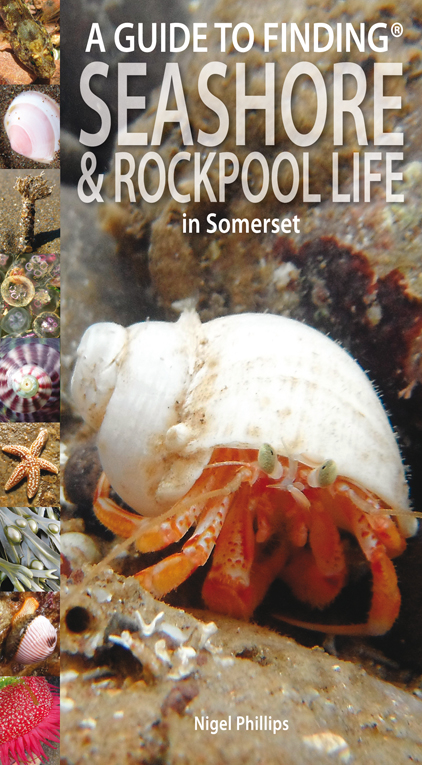 Guide to Finding Seashore and Rockpool Life in Somerset
