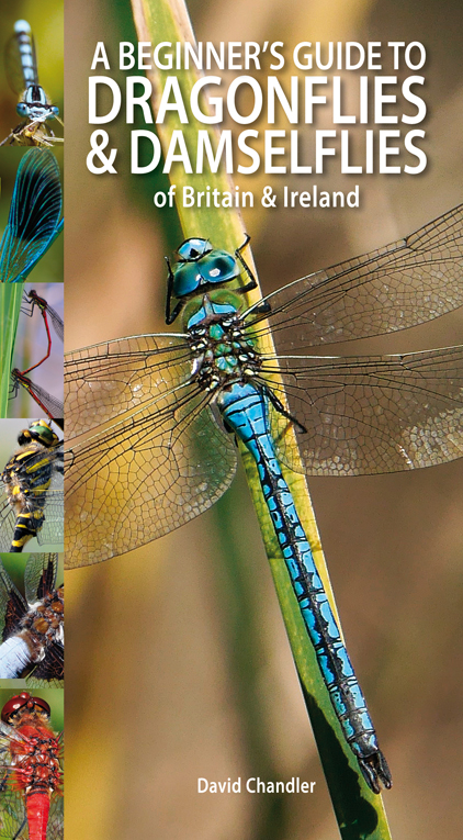 A Beginner's Guide to Dragonflies & Damselflies of Britain & Ireland