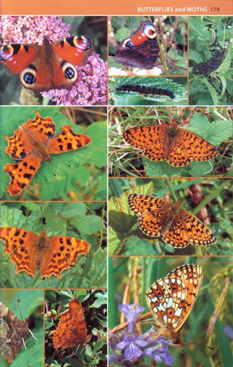 A Photographic Guide to Insects of the New Forest naturebureau.co.uk