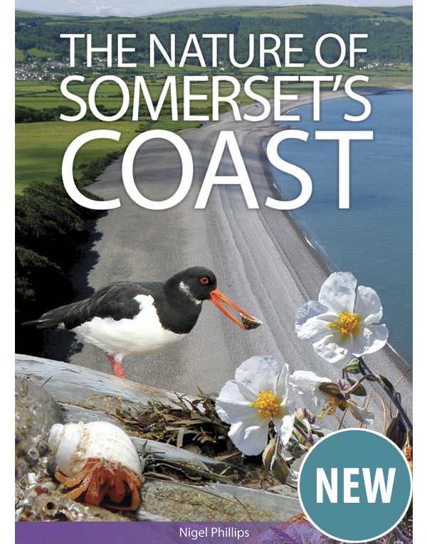 The Nature of Somerset's Coast